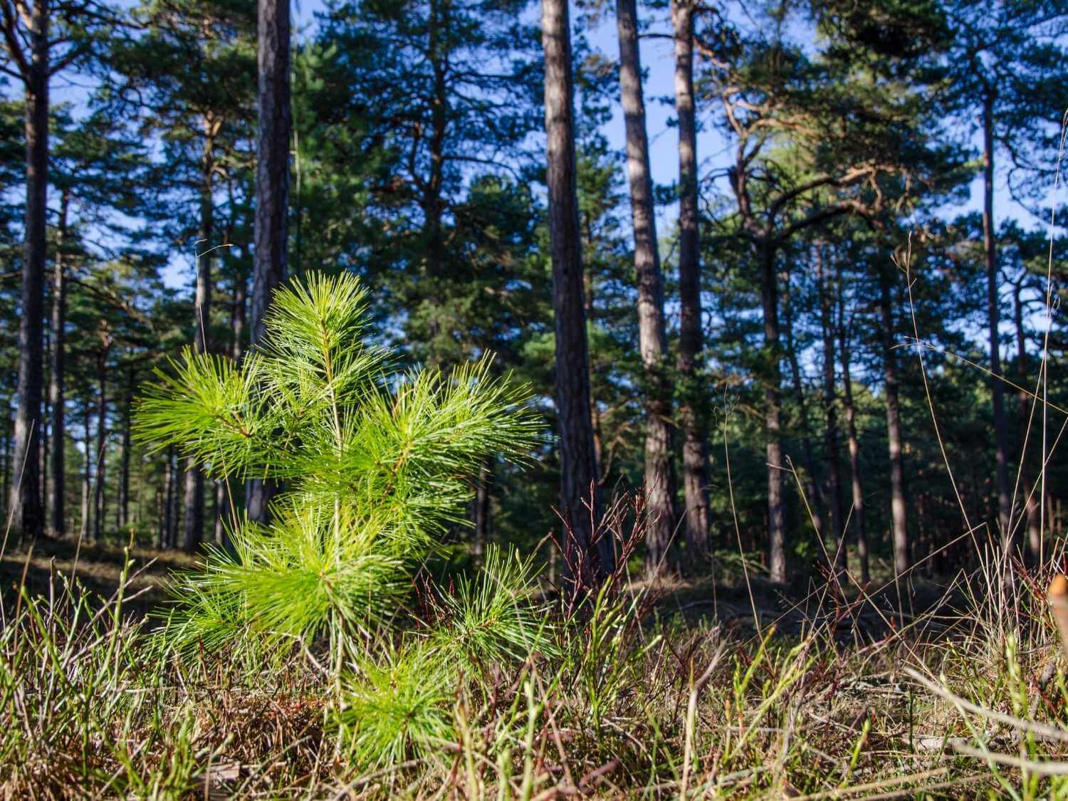 New pine saplings - planted in a forest