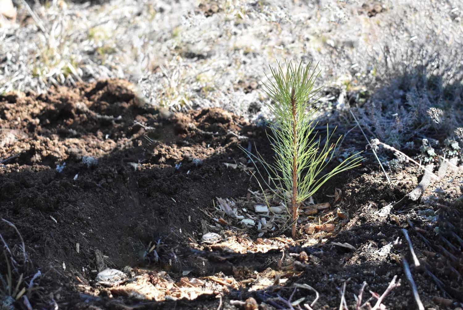 One tree planted seedling - sustainable wood planted for every tree used