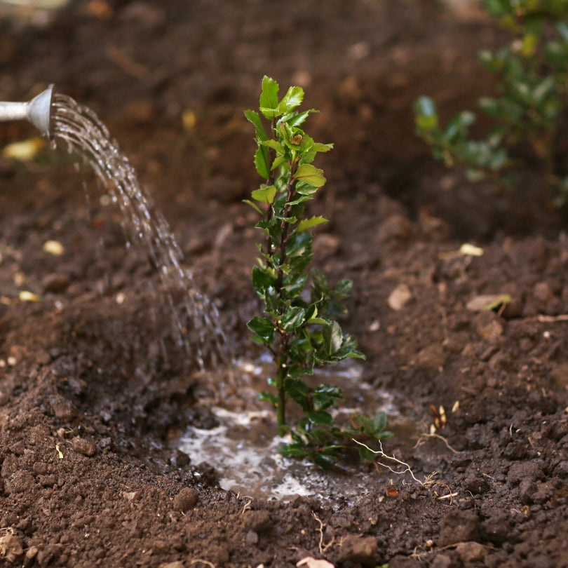 How Can You Plant Trees?