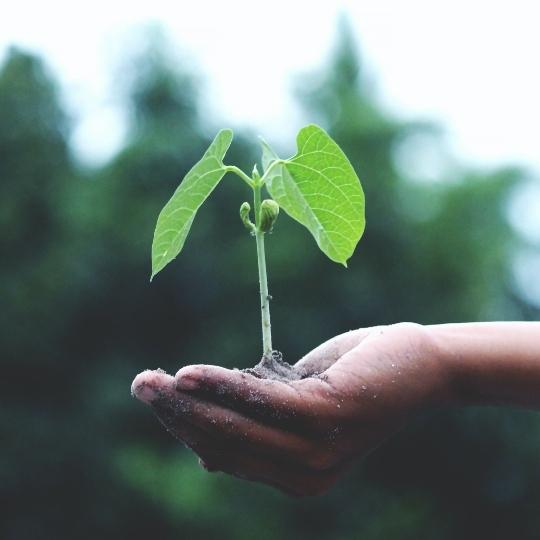 One Tree Planted
