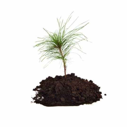 New pine saplings