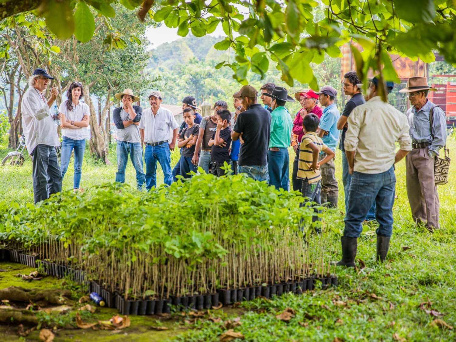 One Tree Planted - Peru planting trees
