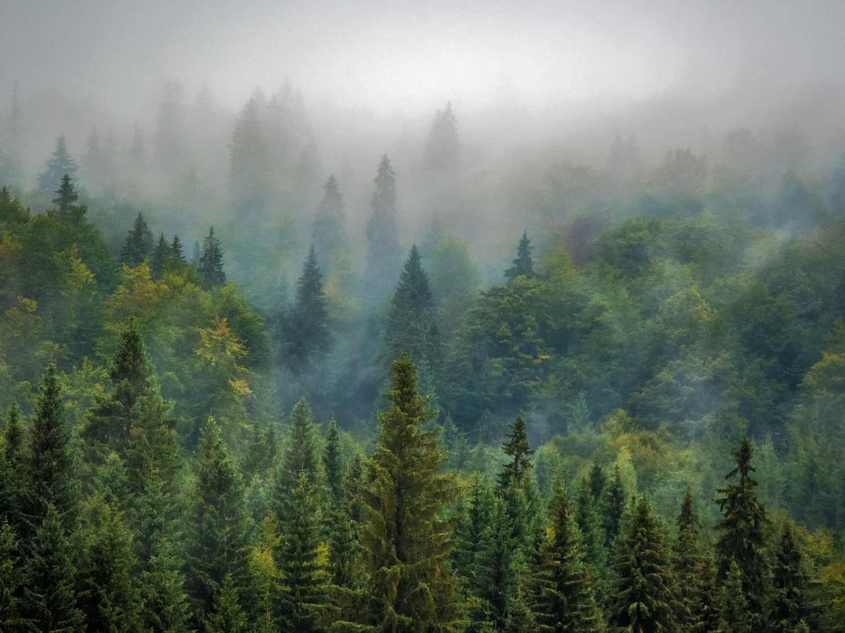 Sustainability Woodland Trees